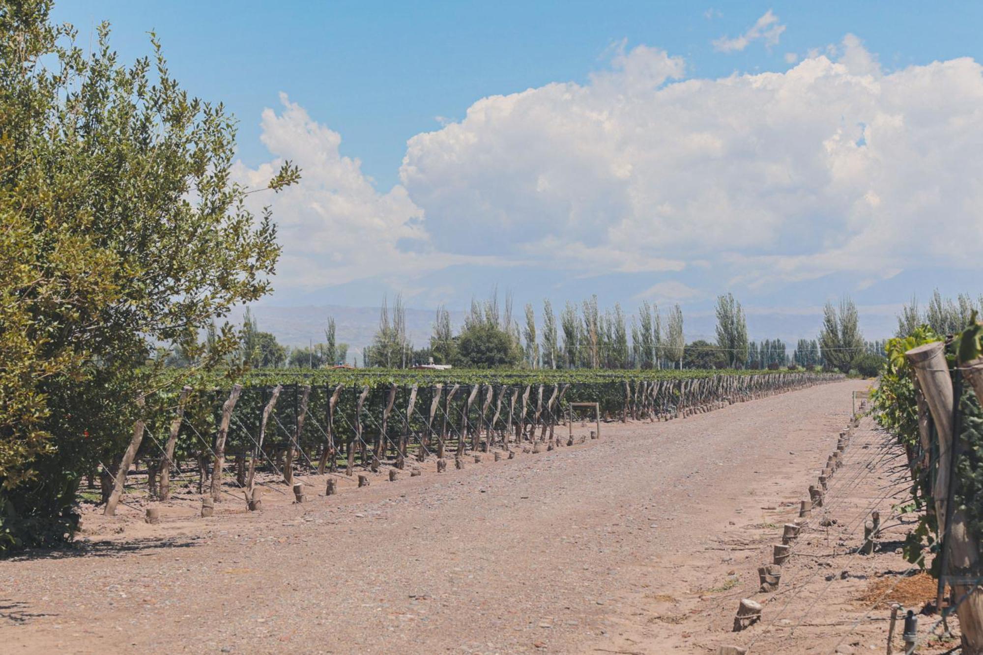 Enlace Wine House Lujan de Cuyo Екстериор снимка