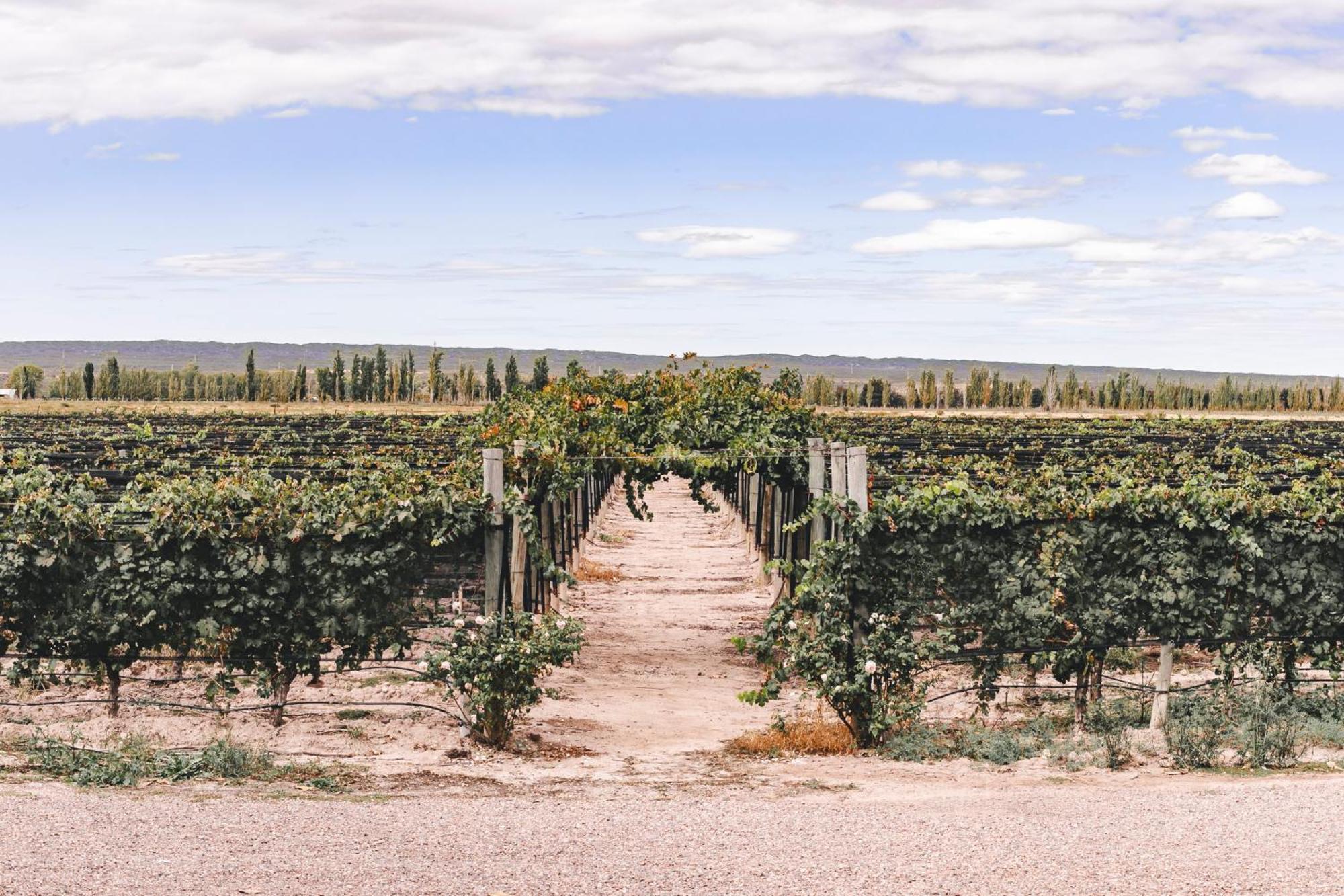 Enlace Wine House Lujan de Cuyo Екстериор снимка